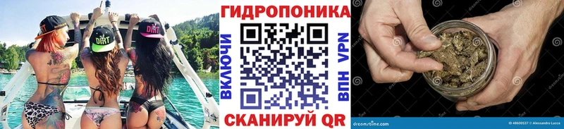blacksprut вход  Кингисепп  Шишки марихуана гибрид  продажа наркотиков 